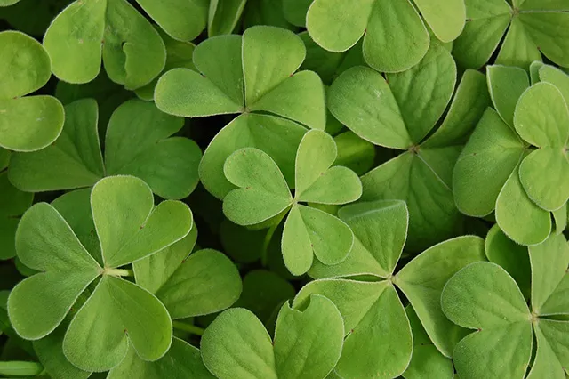 A close-up picture depicting many green shamrocks, the famous symbol of the festival.